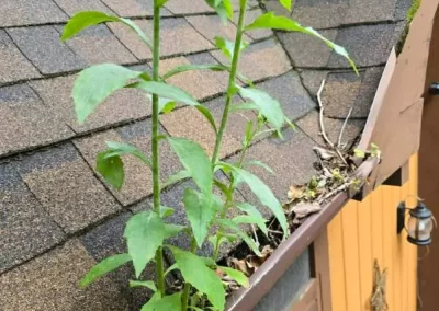 Quality Gutter Services